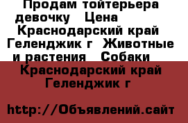 Продам тойтерьера девочку › Цена ­ 2 000 - Краснодарский край, Геленджик г. Животные и растения » Собаки   . Краснодарский край,Геленджик г.